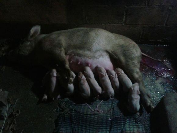 tercera generacion
