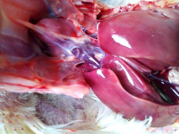 Airsaculitis in Broiler
