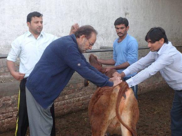 calf handling demonstration for estimation of weight gain