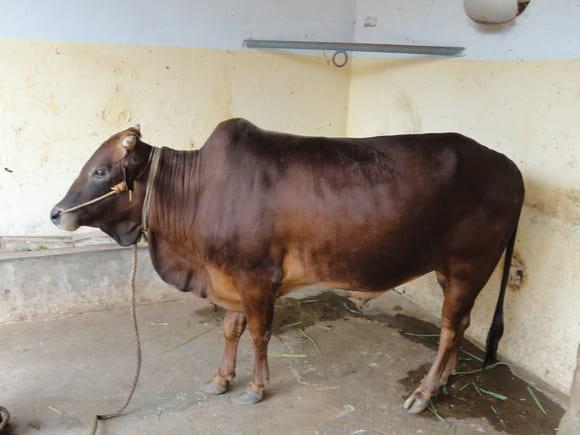 vechur Bull