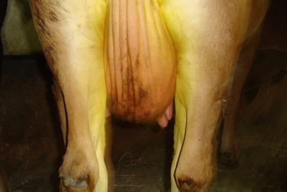 Mastitis cured after treatment with herbal formulation