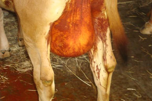 Application of herbal formulation for Mastitis