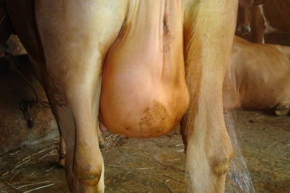 Mastitis before treatment