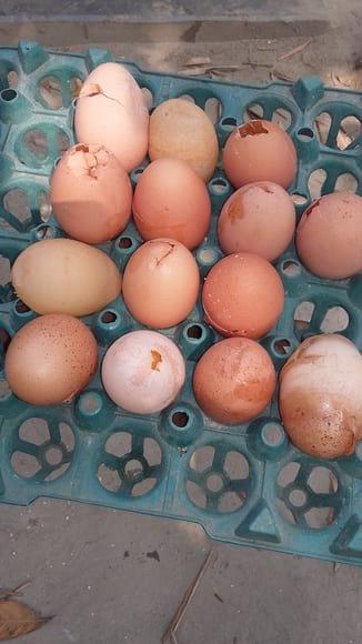 Egg breakage