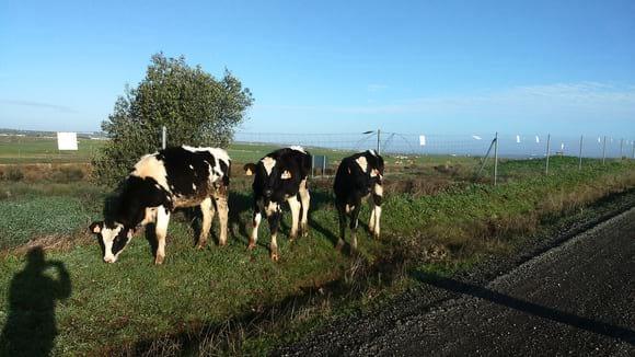 Young heifers grazing in Casar de Caceres (SW Spain) found during early morning running