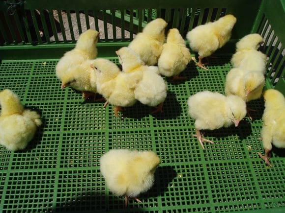 Day Old Chick