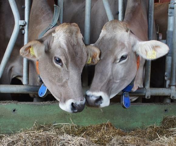 Animal Welfare