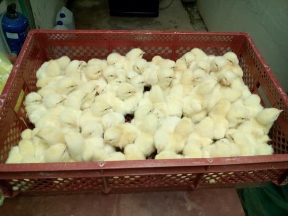 wait chicken