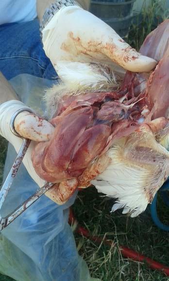 Mycotoxicosis case in broiler flock