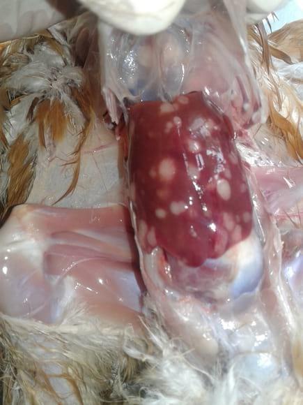Marek's Disease affected liver