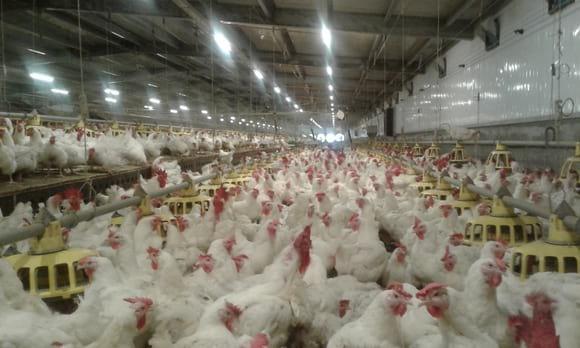 broiler breeders