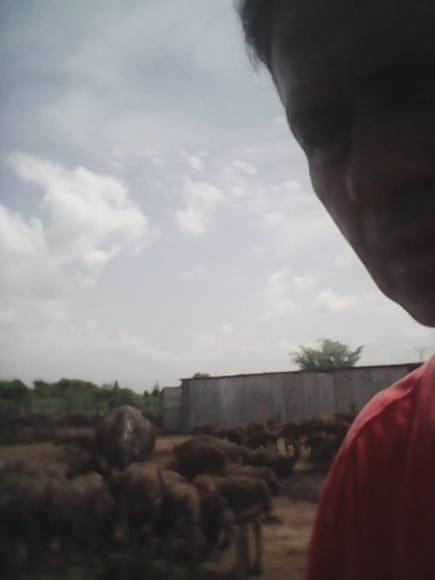 ostrich farm