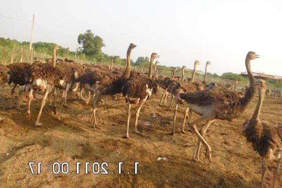 ostrich chicks