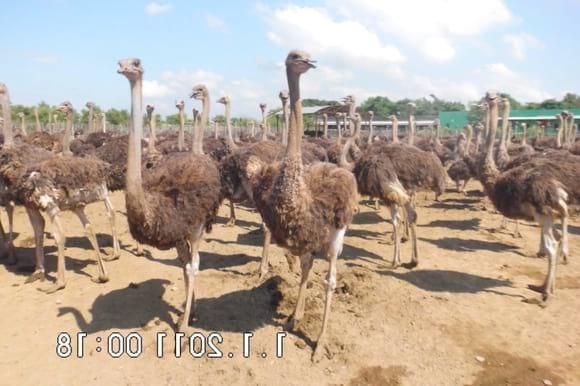 ostrich herd