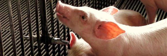 Pig Drinker