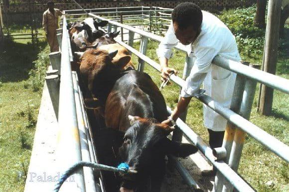 vaccination