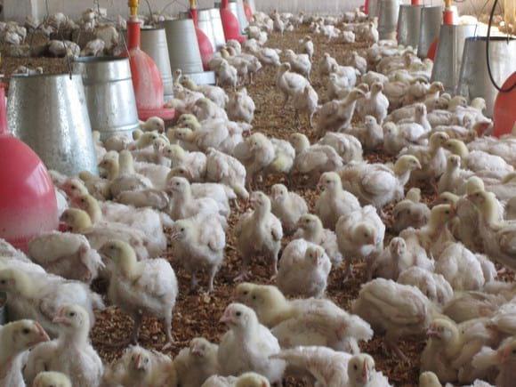 BROILER GROWING