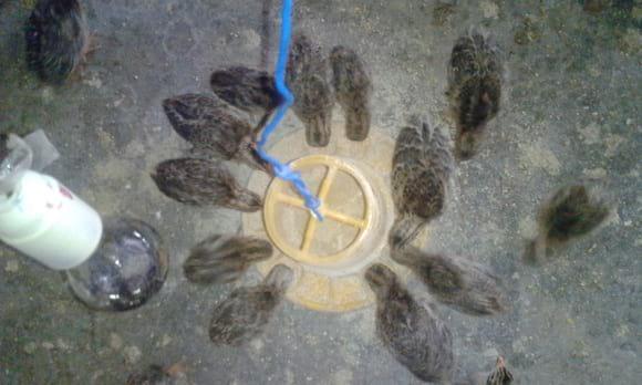 Galinhas do mato / peladas