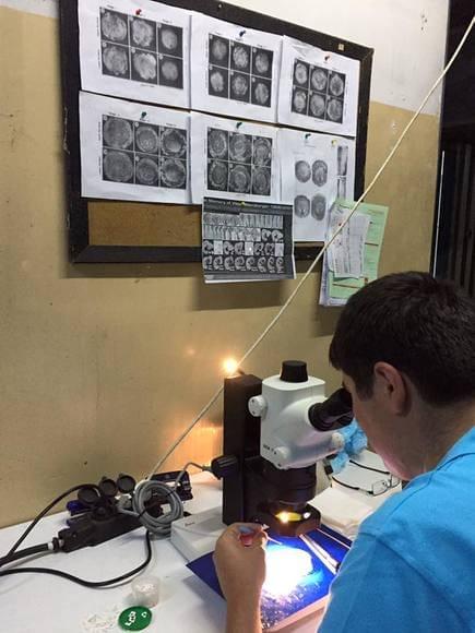 Embryo Stage Observation