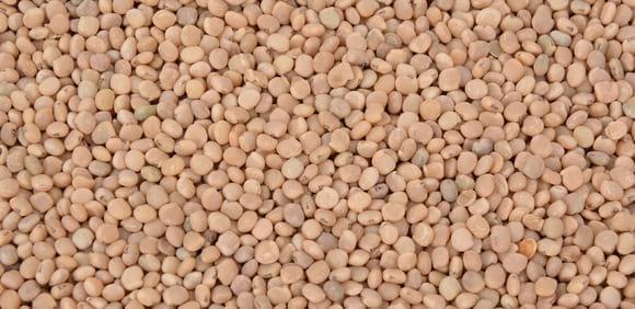 Guar seed