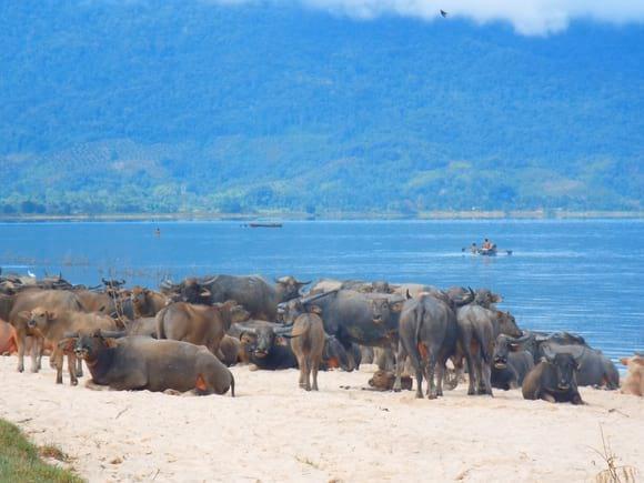buffalo in poso