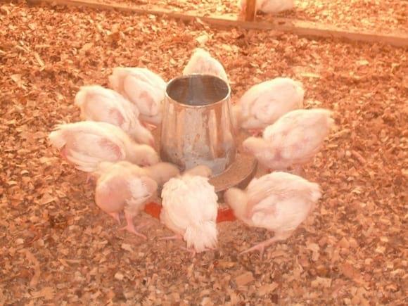 Effect of vitamins and minerals premix on the growth performance of broiler chicks