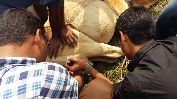 Castration of bull calves...
