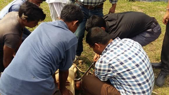 Castration of bull calves...