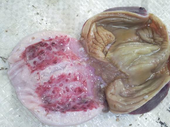 Newcastle Lesion of the proventriculus