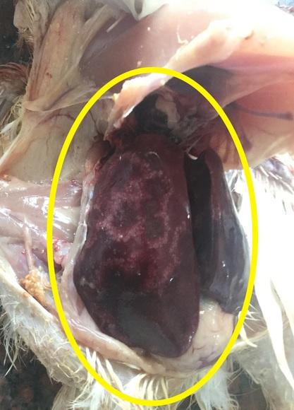 Big liver