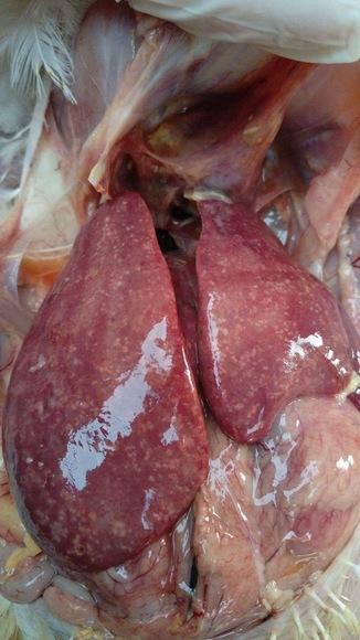 Big liver