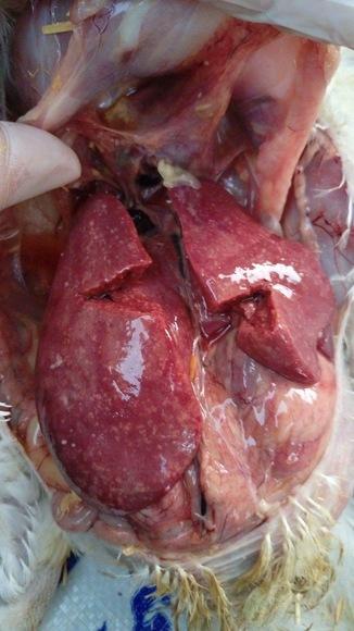 Big liver