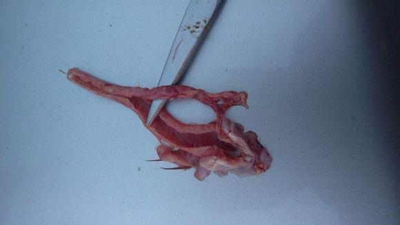 Tracheal core -ILT - Layers