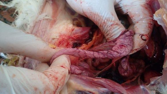 Short oviduct in broiler breeders during production- IB infection
