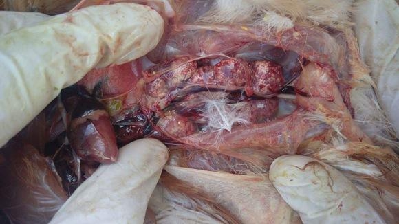 Kidney,visceral gout.