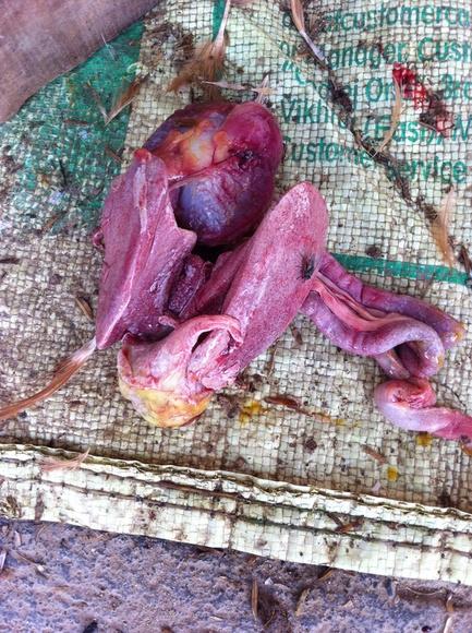 Is this fowl typhoid