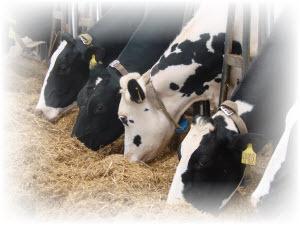 Dairy Cattle Feed