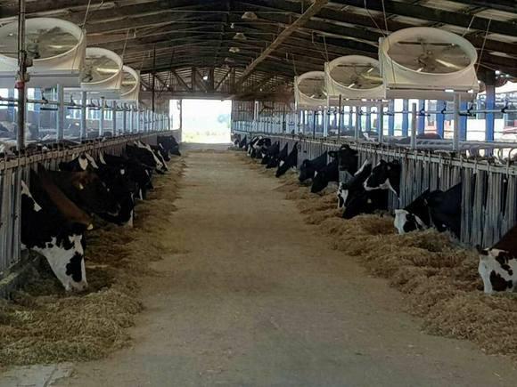 DAIRY VENTILATION SYSTEM