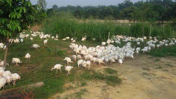 MODERN TURKEYS ON NATURAL SYSTEM IN ASIA