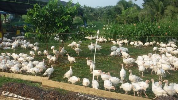 ELECTRIC NETTING,  TURKEYS IN, PREDATORS OUT.