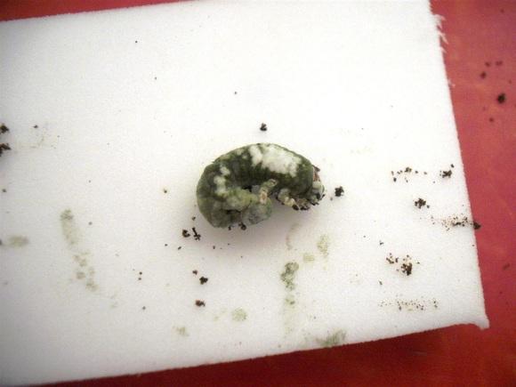 Trichoderma spp. biological control white bugs