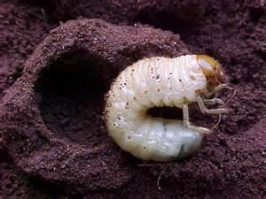 white bug Melolonthidae