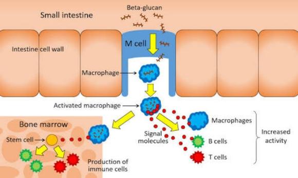 Beta glucan, how they are working on gut health.