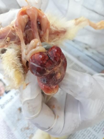 Omphalitis