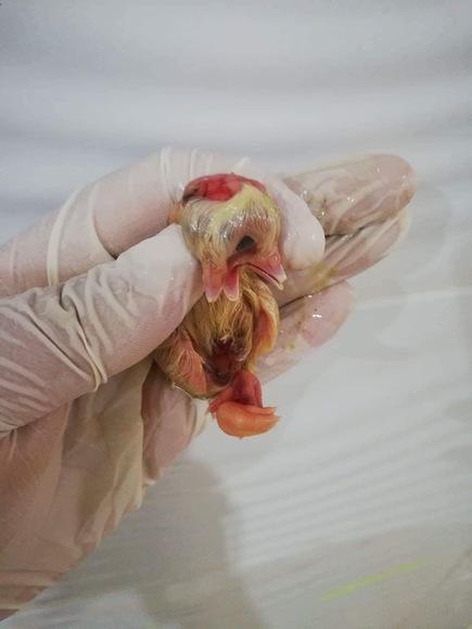 Chick abnormality