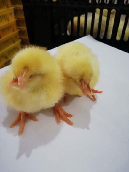 Chick abnormality
