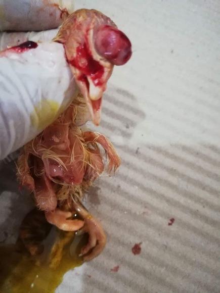 Chick abnormality