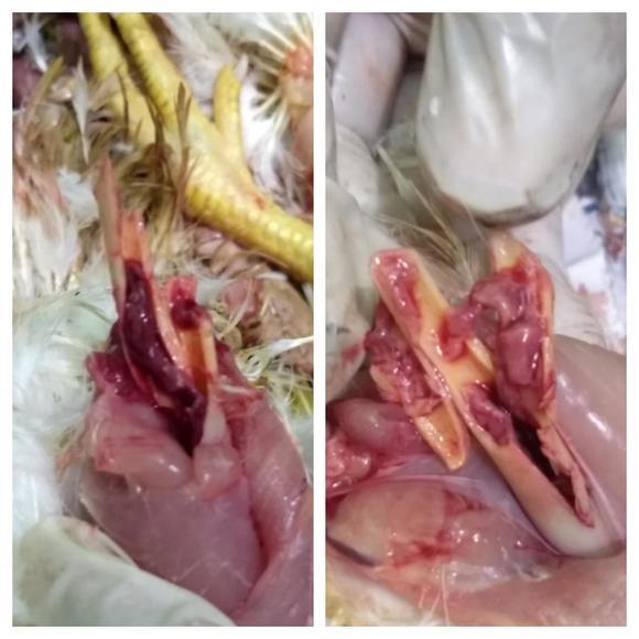 Bone marrow pathology: anemic changes due to Coccidiosis