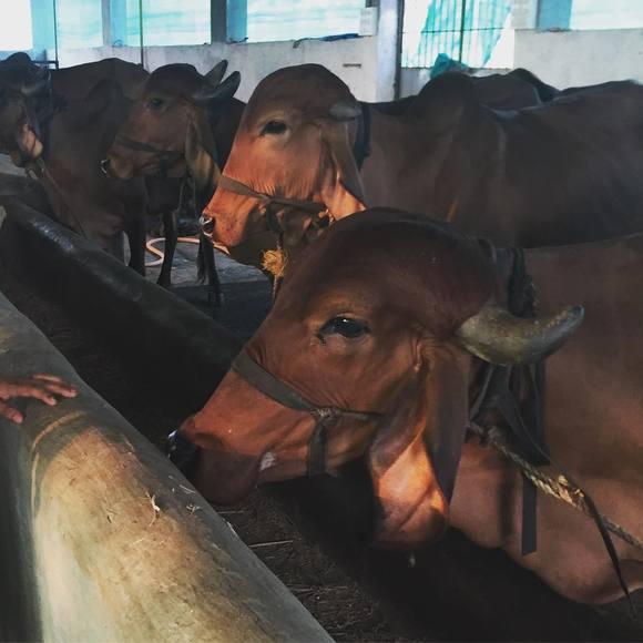 Gir Cow pure breed
