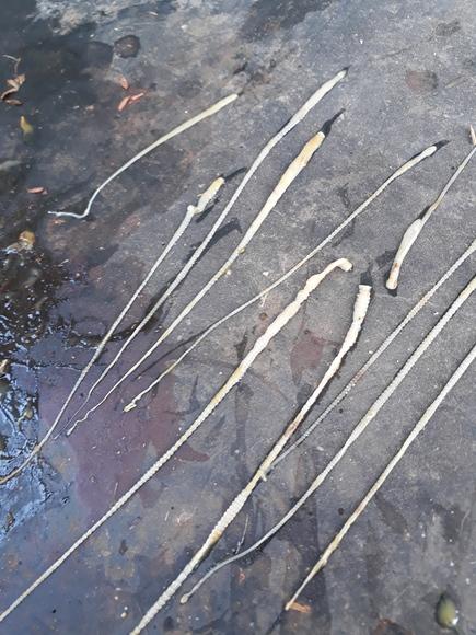 Tapeworm infection in Backyard poultry